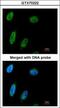 Nibrin antibody, GTX70222, GeneTex, Immunofluorescence image 