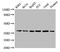 Annexin A1 antibody, A53547-100, Epigentek, Western Blot image 