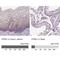 HtrA Serine Peptidase 1 antibody, NBP1-81654, Novus Biologicals, Immunohistochemistry paraffin image 