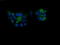 Kallikrein Related Peptidase 8 antibody, LS-C174689, Lifespan Biosciences, Immunofluorescence image 