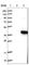 GTPase, IMAP Family Member 7 antibody, HPA020266, Atlas Antibodies, Western Blot image 