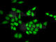 Acidic Nuclear Phosphoprotein 32 Family Member A antibody, A5768, ABclonal Technology, Immunofluorescence image 