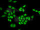 ANP32A antibody, A5768, ABclonal Technology, Immunofluorescence image 