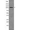 BCL2 Associated Transcription Factor 1 antibody, abx148579, Abbexa, Western Blot image 