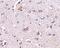 Cerebral Dopamine Neurotrophic Factor antibody, PA5-20429, Invitrogen Antibodies, Immunohistochemistry paraffin image 