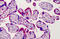 ADAM Metallopeptidase Domain 12 antibody, MBS242207, MyBioSource, Immunohistochemistry frozen image 