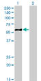 Eukaryotic Translation Initiation Factor 5 antibody, LS-C133165, Lifespan Biosciences, Western Blot image 