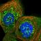 Mitochondrial Ribosomal Protein S35 antibody, HPA038513, Atlas Antibodies, Immunocytochemistry image 