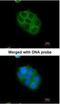 CYLD Lysine 63 Deubiquitinase antibody, PA5-34630, Invitrogen Antibodies, Immunofluorescence image 