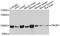 Phosphoinositide-3-Kinase Regulatory Subunit 1 antibody, abx125053, Abbexa, Western Blot image 