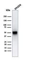 Thymidine Phosphorylase antibody, GTX02733, GeneTex, Western Blot image 