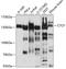 CCCTC-Binding Factor antibody, 14-510, ProSci, Western Blot image 