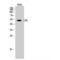 Carboxypeptidase E antibody, LS-C382879, Lifespan Biosciences, Western Blot image 