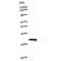 PEST Proteolytic Signal Containing Nuclear Protein antibody, LS-C342682, Lifespan Biosciences, Western Blot image 