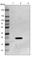 PRA1 Domain Family Member 2 antibody, HPA002859, Atlas Antibodies, Western Blot image 