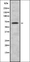 HIF3-alpha antibody, orb337353, Biorbyt, Western Blot image 