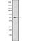 Retinoid X Receptor Alpha antibody, abx218409, Abbexa, Western Blot image 