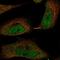 Transmembrane Protein 107 antibody, NBP2-55983, Novus Biologicals, Immunocytochemistry image 
