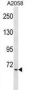 TNFAIP3 Interacting Protein 1 antibody, abx029201, Abbexa, Western Blot image 