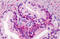 Growth Differentiation Factor 15 antibody, MBS242035, MyBioSource, Immunohistochemistry frozen image 