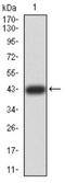 ZFP91 Zinc Finger Protein antibody, NBP2-61847, Novus Biologicals, Western Blot image 