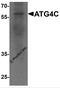 Cysteine protease ATG4C antibody, 7907, ProSci, Western Blot image 