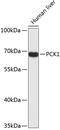 Phosphoenolpyruvate Carboxykinase 1 antibody, 19-243, ProSci, Western Blot image 