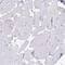 Transmembrane Protein 106B antibody, HPA058342, Atlas Antibodies, Immunohistochemistry frozen image 