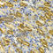 T-Complex 1 antibody, A1950, ABclonal Technology, Immunohistochemistry paraffin image 