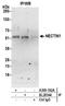 Poliovirus receptor-related protein 1 antibody, A305-162A, Bethyl Labs, Immunoprecipitation image 