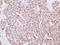 RNA Binding Protein, MRNA Processing Factor antibody, NBP2-20112, Novus Biologicals, Immunohistochemistry frozen image 