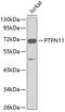 Protein Tyrosine Phosphatase Non-Receptor Type 11 antibody, 15-069, ProSci, Western Blot image 