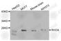 Ras Homolog Family Member A antibody, A0272, ABclonal Technology, Western Blot image 