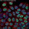 Tubulin antibody, M05613-5, Boster Biological Technology, Immunofluorescence image 