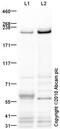 Myosin Heavy Chain 1 antibody, ab91506, Abcam, Western Blot image 