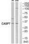 Caspase 7 antibody, abx015561, Abbexa, Western Blot image 
