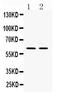 RELB Proto-Oncogene, NF-KB Subunit antibody, PB9799, Boster Biological Technology, Western Blot image 
