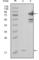 Nicotinamide Phosphoribosyltransferase antibody, abx011321, Abbexa, Western Blot image 