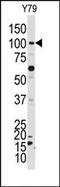 Serine/threonine-protein kinase NRK2 antibody, AP15024PU-N, Origene, Western Blot image 