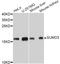 Small Ubiquitin Like Modifier 3 antibody, abx127059, Abbexa, Western Blot image 