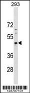PNMA Family Member 5 antibody, 59-507, ProSci, Western Blot image 