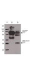 2AR antibody, A00634, Boster Biological Technology, Western Blot image 
