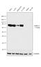 Lamin A/C antibody, MA1-06101, Invitrogen Antibodies, Western Blot image 