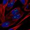 Nucleolar Protein 10 antibody, PA5-65145, Invitrogen Antibodies, Immunofluorescence image 