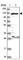 Endoplasmic Reticulum Aminopeptidase 2 antibody, HPA034498, Atlas Antibodies, Western Blot image 