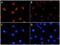 Ribosomal Protein S6 Kinase A1 antibody, MAB79671, R&D Systems, Immunocytochemistry image 