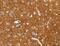 Protein Tyrosine Phosphatase Non-Receptor Type 3 antibody, MBS2521809, MyBioSource, Immunohistochemistry paraffin image 