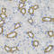 Sigma Non-Opioid Intracellular Receptor 1 antibody, LS-B15555, Lifespan Biosciences, Immunohistochemistry frozen image 