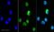 Talin 1 antibody, ab11188, Abcam, Immunofluorescence image 