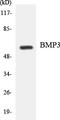 Bone Morphogenetic Protein 3 antibody, LS-C200184, Lifespan Biosciences, Western Blot image 